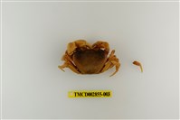 藏品(雙色澤蟹)的圖片